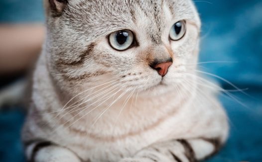 欧洲短毛猫可爱写真图片