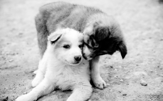 两只小狗亲吻图片