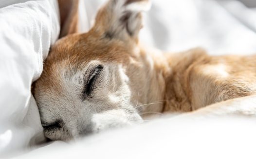 正在睡觉的宠物狗摄影图片