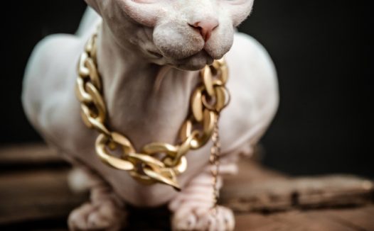 无毛斯芬克斯猫摄影图片