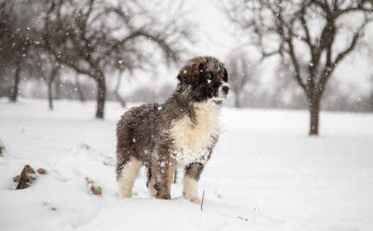 冬季下雪天狗狗图片