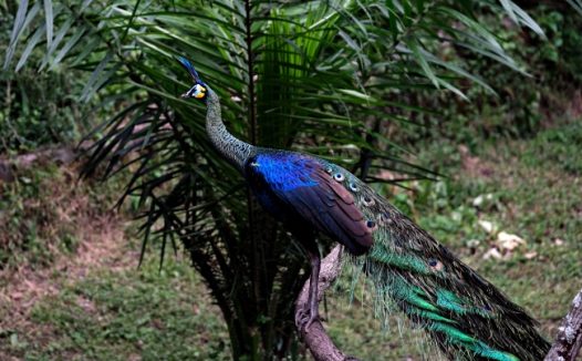 丛林野生孔雀图片