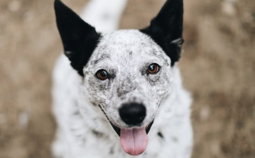 呆萌哈巴狗图片