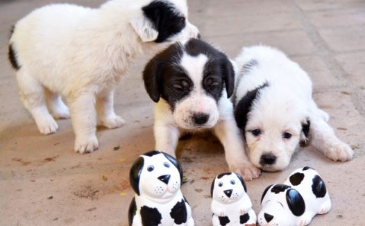 幼崽小狗狗可爱图片