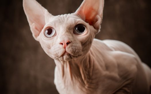 高清斯芬克斯猫图片