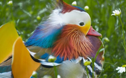 美丽鸳鸯摄影图片