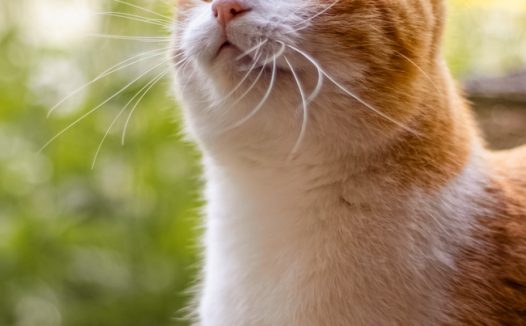 小清新治愈系宠物猫写真摄影图片