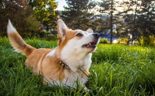 草地彭布罗克威尔士柯基犬图片
