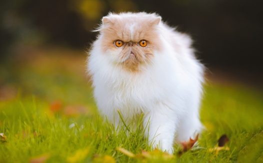 可爱喜马拉雅猫图片