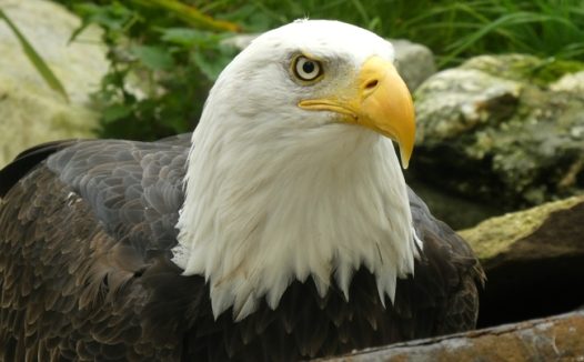 蹲在石碓里的白头鹰图片