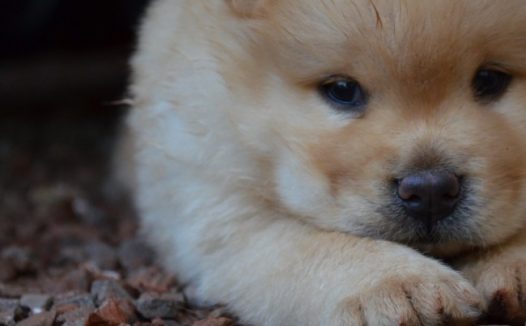 可爱松狮犬图片