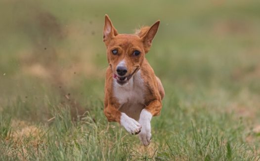 草地狂奔的巴山基犬图片