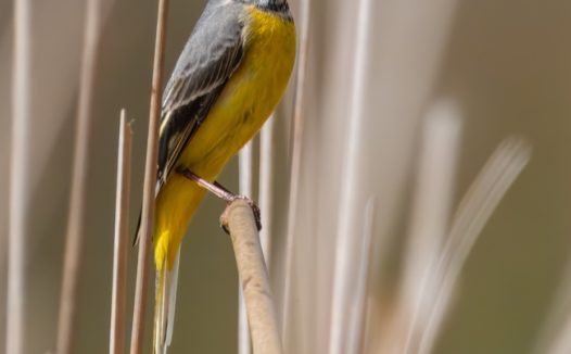 野生黄腹鹡鸰鸟摄影图片