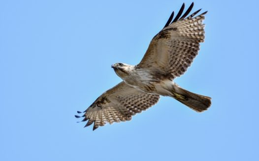 高空自由飞翔的秃鹰图片