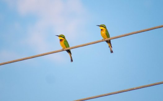 电线杆上两只食蜂鸟图片