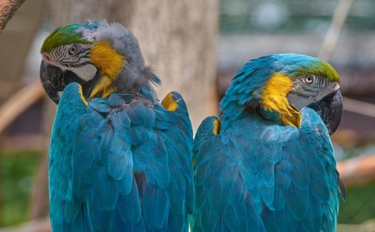 两只蓝色鹦鹉图片