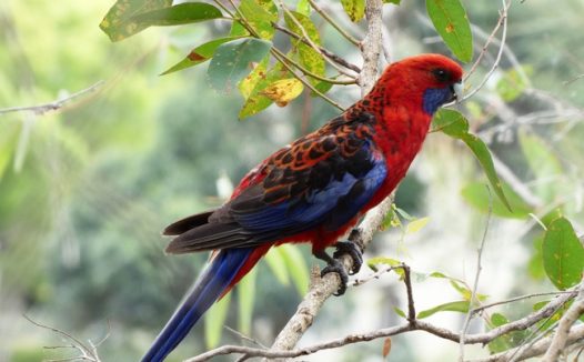 站在树枝上的红色鹦鹉图片