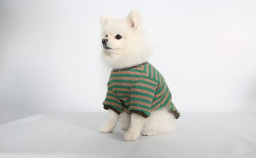 穿着可爱衣服的小狗狗图片