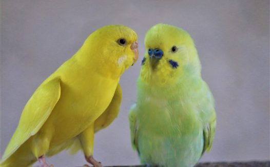 两只漂亮黄色小鹦鹉图片