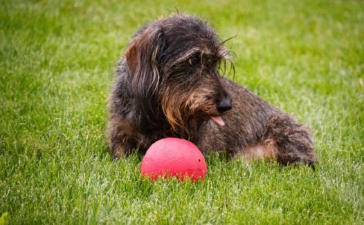 可爱宠物狗狗图片