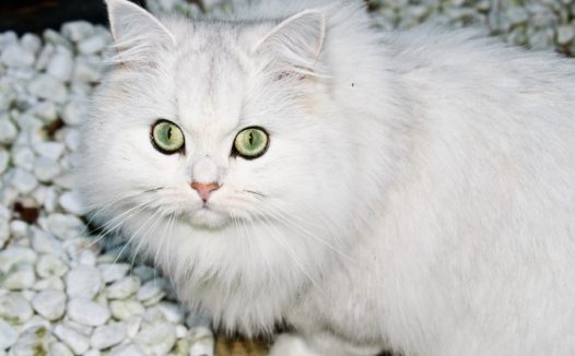 雪白色猫咪图片