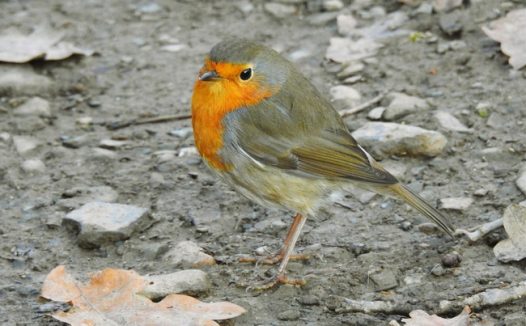 实拍野生知更鸟图片