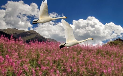 蓝天白云花海白鹤一飞而过图片