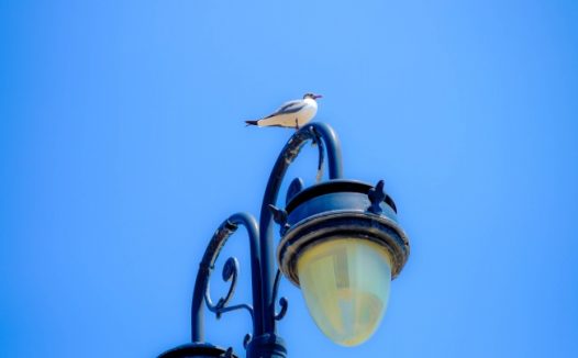 路灯上的海鸥图片