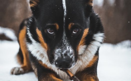 雪地顽皮小狗狗图片