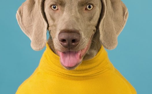 穿着黄色衣服的狗狗图片