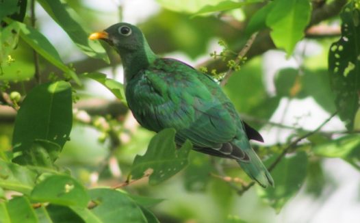 野生绿色鸽子图片