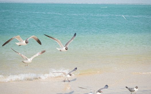 蓝色大海自由翱翔的海鸥图片