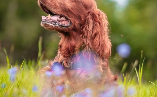 爱尔兰长毛猎犬草丛嬉戏图片