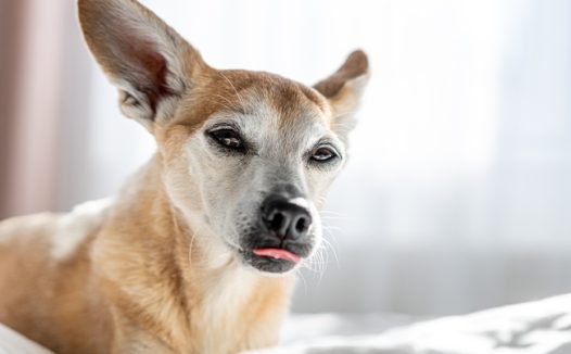 趴在床上的可爱宠物犬摄影图片