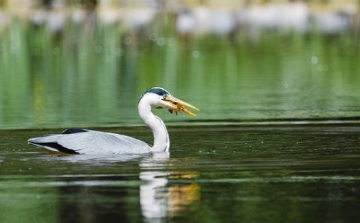 苍鹭水中捉鱼摄影图片