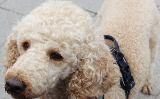 狮子狗宠物图片