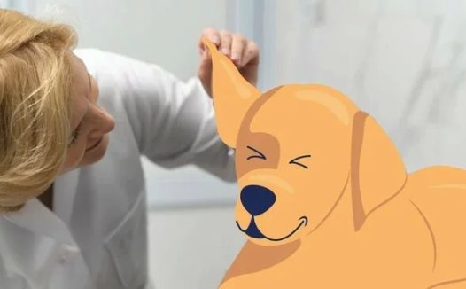 狗耳炎与耳螨：区别是什么？
