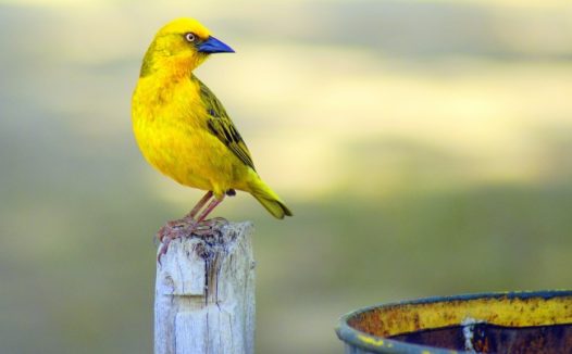 蓝嘴黄色小鸟图片