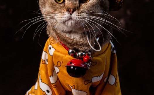 可爱超萌喵星人图片