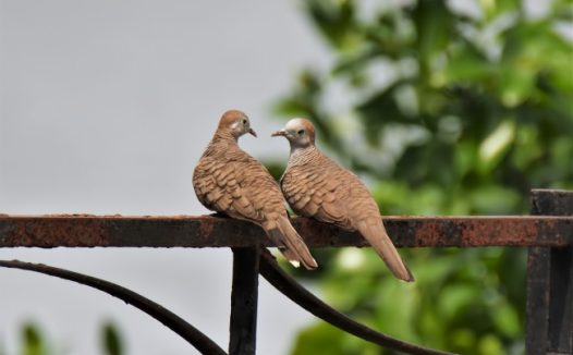 两只鸽子对视图片