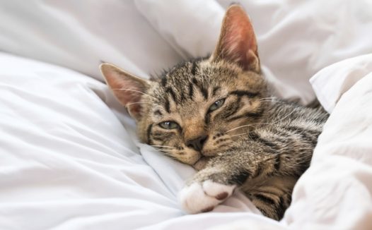 躲在被窝里睡觉的可爱小猫图片