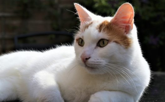 白色小猫呆萌图片