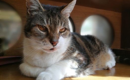 呆萌宠物猫图片