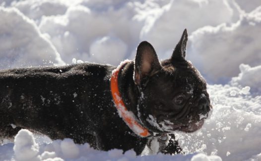 雪地里法国斗牛犬图片