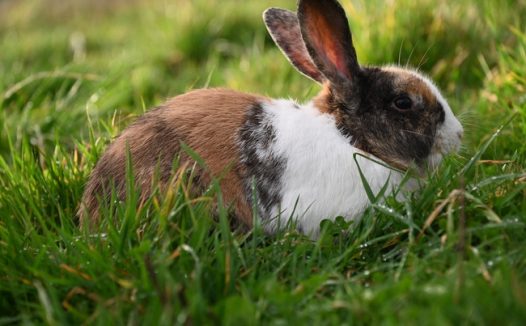 绿色草丛野生兔子图片