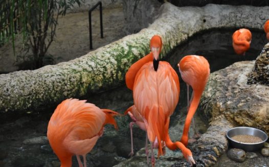 动物园红色火烈鸟观赏图片