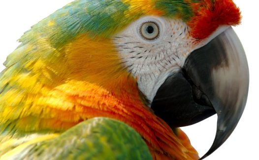 美丽鹦鹉特写图片