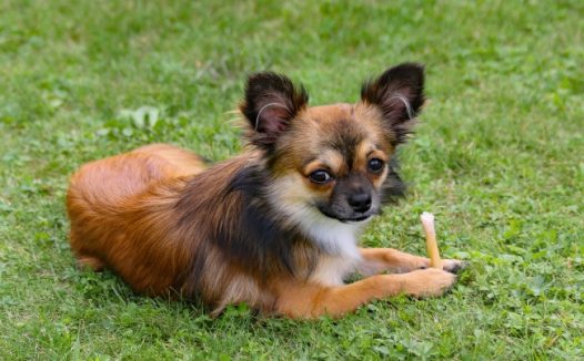 棕色长毛吉娃娃图片