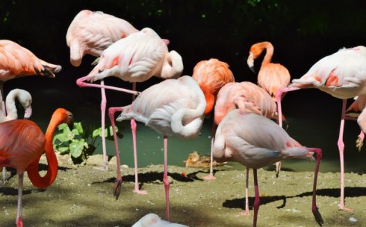 一群火烈鸟图片