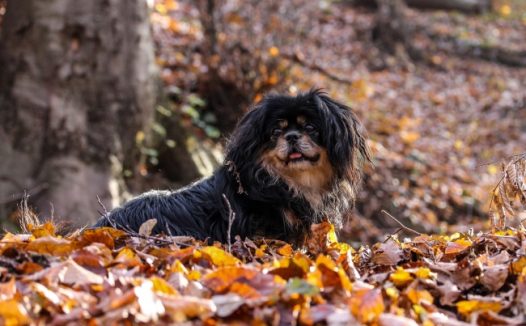 西藏小猎犬图片